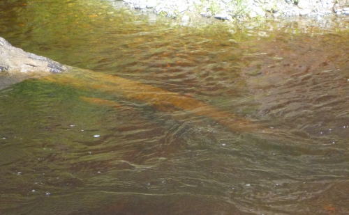 �g���F�̐�