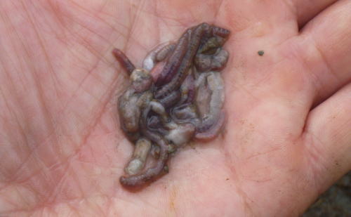 Hunting & Fishing New Zealand